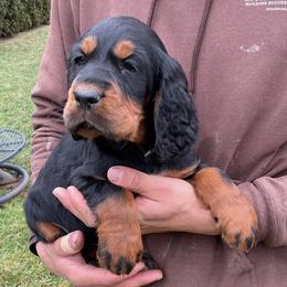 Purple - Black and tan male Gordon Setter puppy in Gordonville, Pennsylvania from Blue Ribbon Setters