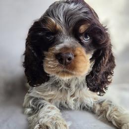 Cocker Spaniel and Shih Tzu Puppies from Northstar Shih Tzu