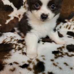 Australian Shepherd All Grown Up from Josh Courville