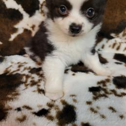 Australian Shepherd All Grown Up from Josh Courville