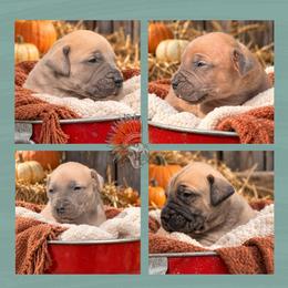 2nd Pick - Red male Boerboel puppy in Pennsylvania from Cold River Boerboels