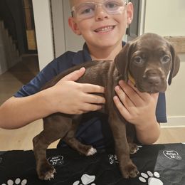German Shorthaired Pointer Puppies from Bear Creek Pointers