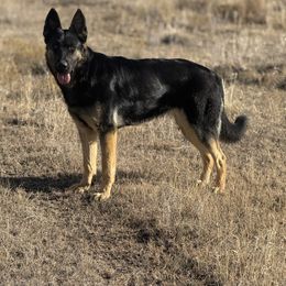 Maple - German Shepherd