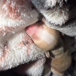 Boy 1 - Gold and white male Shih Tzu puppy in Rockmart, Georgia from Sonya Garrett