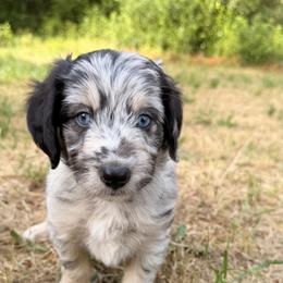 Aussiedoodle, Bordoodle, Goldendoodle, and Poodle Puppies from Korbella Farm
