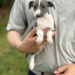 Boy 3 - Blue male Italian Greyhound puppy in Sugar Valley, Georgia from Pinnacle Farm and Kennel