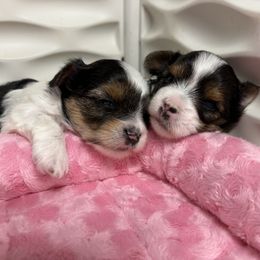 Girl 1 - Black tan and white female Biewer Terrier puppy in Woodside, New York from Allure Biewer Terriers