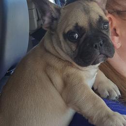 French Bulldog Puppies from Ginny's Frenchie's