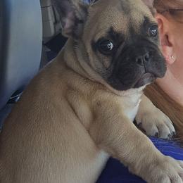 French Bulldog Puppies from Ginny's Frenchie's
