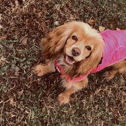 Cocker Spaniels from Chantels Spaniels