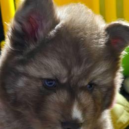 Gizbert - Red and white male Siberian Husky puppy in East Tawas, Michigan from BurnsBerg's Woolies