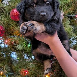 Maple - Black tri-color female Australian Shepherd puppy in Squaw Valley, California from A&M Australian Shepherds