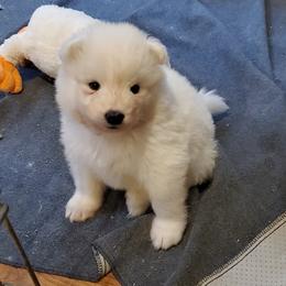 Samoyed Puppies from Limelight Samoyeds