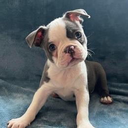 Angel - Blue female Boston Terrier puppy in Red Bluff, California from Sugar Baby Bostons