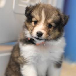 Skittles - Sable and white female Shetland Sheepdog puppy in Wolcott, Indiana from Southside Shelties