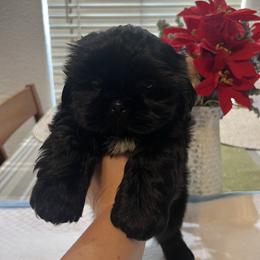 Puppy 1 - Black male Shih Tzu puppy in Whittier, California from Socal Mother Of Shih Tzus