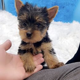 Yorkshire Terrier Puppies from The Royal Yorkie Den LLC