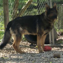 Ares - German Shepherd