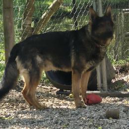 Ares - German Shepherd