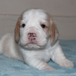 Clem - Lemon and white male Beagle puppy in Morrill, Kansas from Kelle Beagles