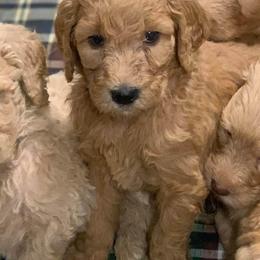 Goldendoodle Puppies from Bear Ridge Doodles