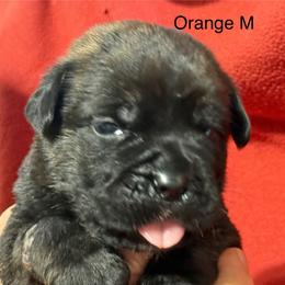 Orange Collar R - Black brindle male Cane Corso puppy in Paris, Texas from Knucklehead Cane Corso