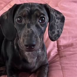 Dachshunds from Dirigo Dachshunds