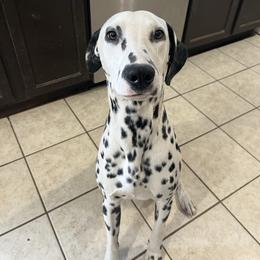 Korbin - Dalmatian