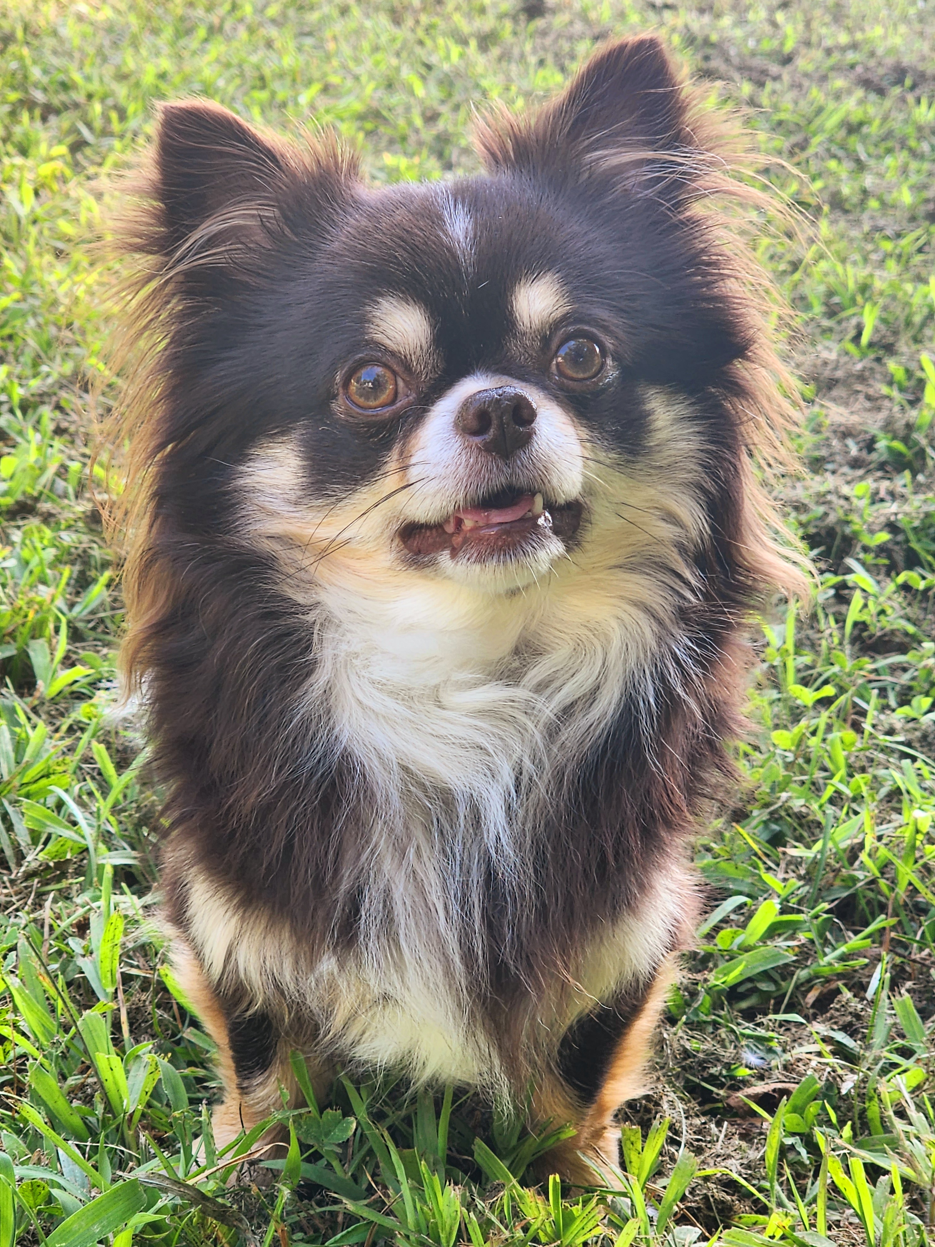 Dakota - Chihuahua