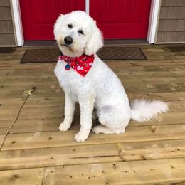 Goldendoodle All Grown Up from Heart of Michigan Goldendoodles