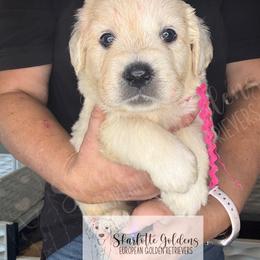 MI - a name I call myself (pink) - Light golden female Golden Retriever puppy in Argyle, Texas from Skarlotte Goldens, LLC