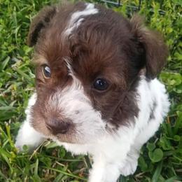 Miniature Schnauzer All Grown Up from Northeast Texas miniature schnauzers