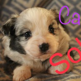 Girl 4 - Miniature Australian Shepherd puppy in Love County, Oklahoma from 6C Aussies