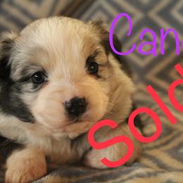 Girl 4 - Miniature Australian Shepherd puppy in Love County, Oklahoma from 6C Aussies