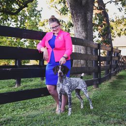 Boston Terriers and German Shorthaired Pointers from Fanfare Bostons and Shorthairs