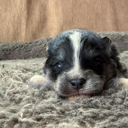 Chilly - Black and white female Pomsky puppy in Moultonborough, New Hampshire from Foxfire Arctic Spitz