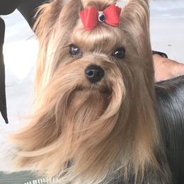 Flynn - Yorkshire Terrier