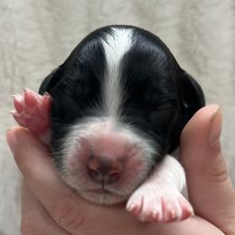 Bohnanza - Parti male Goldendoodle puppy in Lancaster, Pennsylvania from Doodles in the Skye