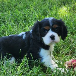 Callie - Tri-color female Cavalier King Charles Spaniel puppy in Binger, Oklahoma from King of the Hill Cavaliers