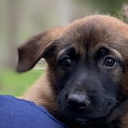 Belgian Malinois and German Shepherds from vd Hunde der neuen Äre