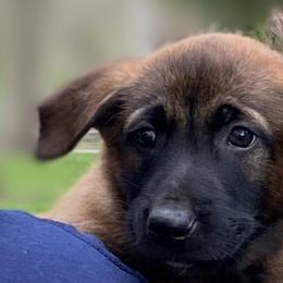 Belgian Malinois and German Shepherds from vd Hunde der neuen Äre