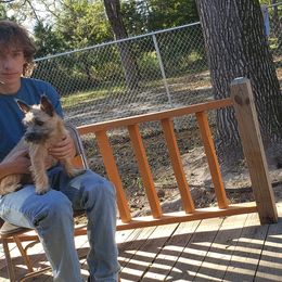 Australian Terrier and Cairn Terrier All Grown Up from Cedar Forrest Terriers LLC (Cairns & Australian Terriers)