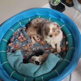 Stella - Miniature Australian Shepherd