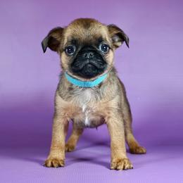 Blue Collar Boy - Red male Brussels Griffon puppy in Florida from Robin’s Griffons