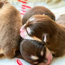 Pomsky Puppies from Pathfinder Pomskies
