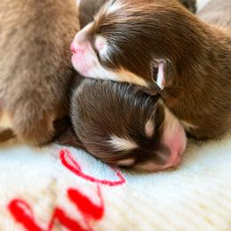 Pomsky Puppies from Pathfinder Pomskies