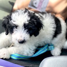Aussiedoodle Puppies from Ever After Mini Doodles