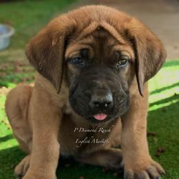 Sloane - Apricot female Mastiff puppy in Wewoka, Oklahoma from P Diamond Mastiffs