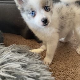 Pomsky Puppies from Pomsky‘s Palace