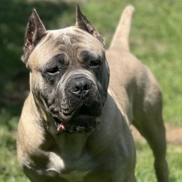 Cane Corso from Midwest Cane Corso